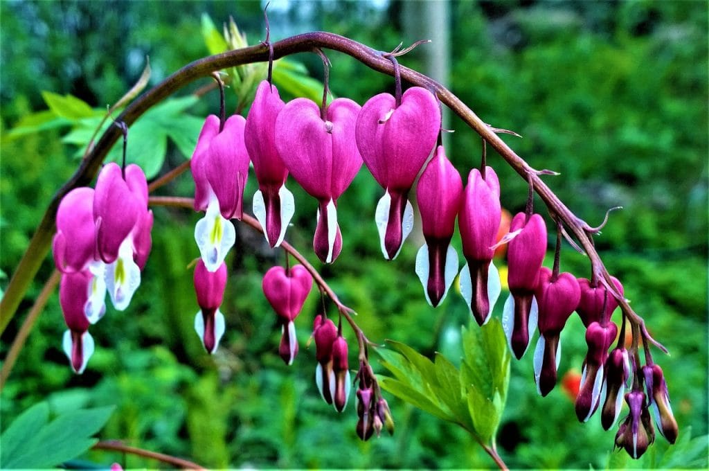 Heart shaped flowers of Lamprocapnos
