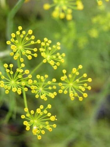 Herbs in a romantic garden