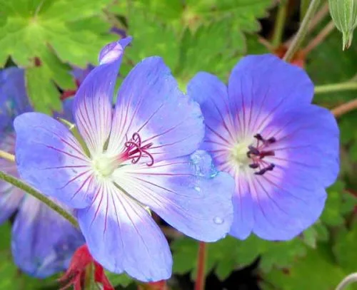 Geranium Rozanne - hardy perennial geranium for containers