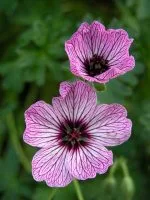Geranium cinereum Ballerina - ideas for container plantings from Weatherstaff garden design