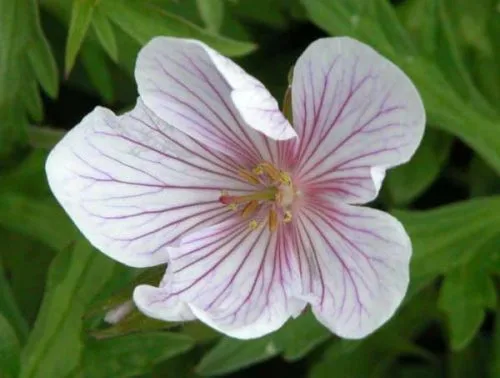 Geranium clarkei 'Kashmir White - container planting ideas from Weatherstaff PlantingPlanner blog