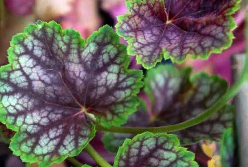 Heuchera Beauty Colour - foliage plant for container planting from Weatherstaff blog