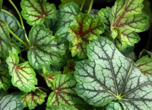 Heuchera Green Spice - container planting ideas from Weatherstaff PlantingPlanner