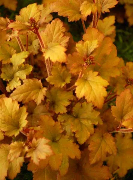 Heuchera Marmalade - container filler plant idea