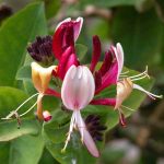 Lonicera (honeysuckle) - climber for romantic gardens