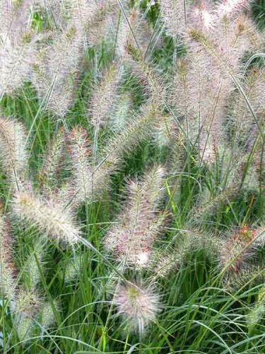 Grasses in a romantic garden