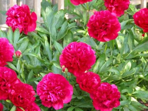 Red peony - herbaceous perennial