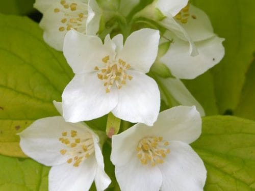 Philadelphus coronarius 'Aureus' - scented shrub for a romantic garden