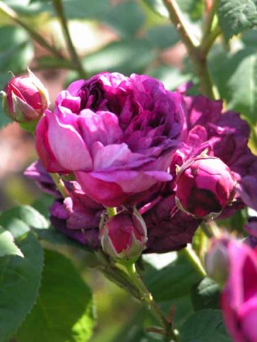 Rosa Cardinal de Richlieu - romantic garden
