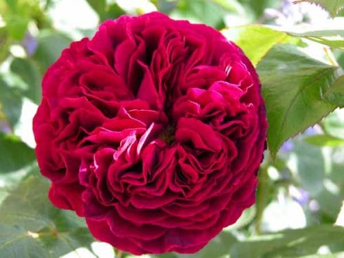 Red roses in a romantic garden.