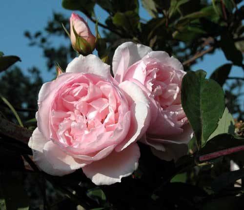 Roses in a romantic garden. Weatherstaff PlantingPlanner