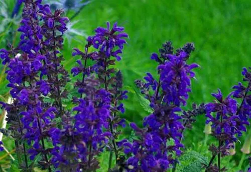 Salvia x sylvestris Viola Klose
