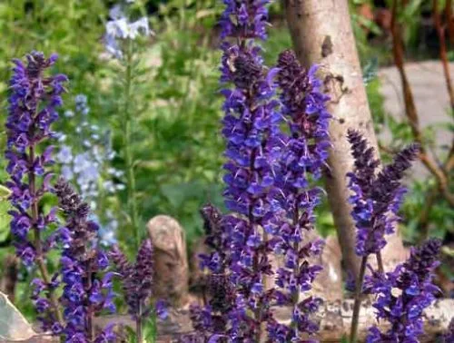 Salvia x sylvestris Mainacht - from Weatherstaff blog