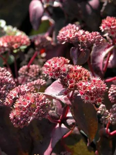 Hylotelephium Purple Emperor - container planting ideas from Weatherstaff