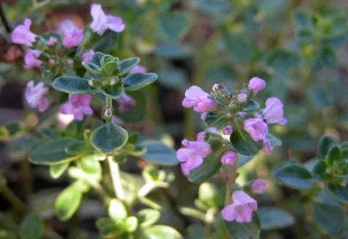 Thymus x citriodorus - herbs for container plantings