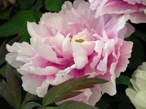 Tree peony