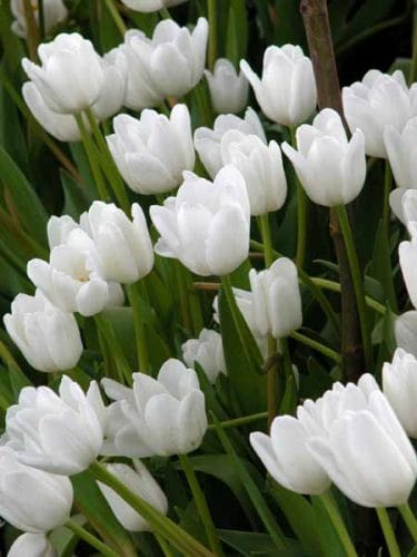 Flowers in a white border