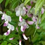 Climbing plant ideas for a romantic garden