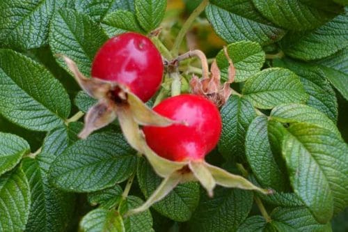 Red rose hips