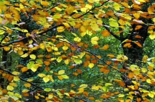 Autumn leaves