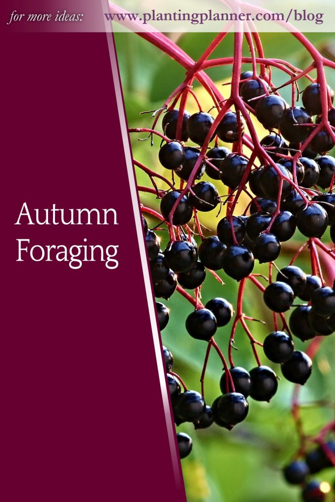 Autumn Foraging - from Weatherstaff garden design software
