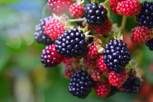 Blackberries on a bush