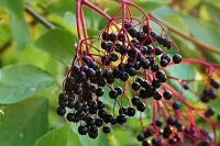Elderberries on Sambucus tree