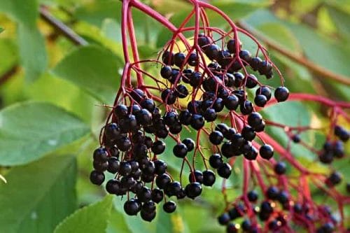 Elderberries on Sambucus tree