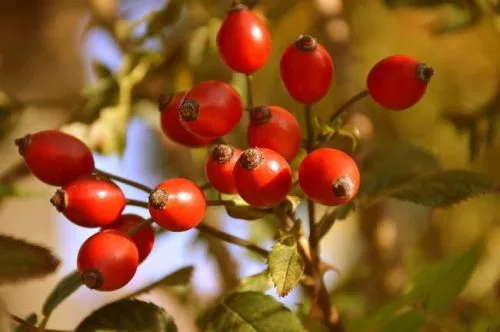 Rosehips on bush