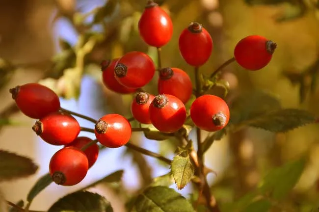 Rosehips on bush