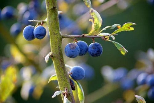 Sloes on blackthorn tree