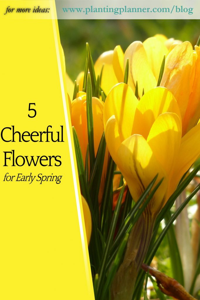 5 Cheerful Flowers for Spring - from Weatherstaff garden design software