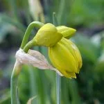 Daffodil buds beginning to open