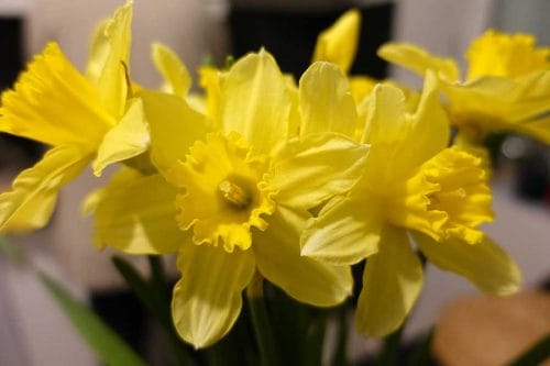 Yellow Tete-a-Tete Daffodils