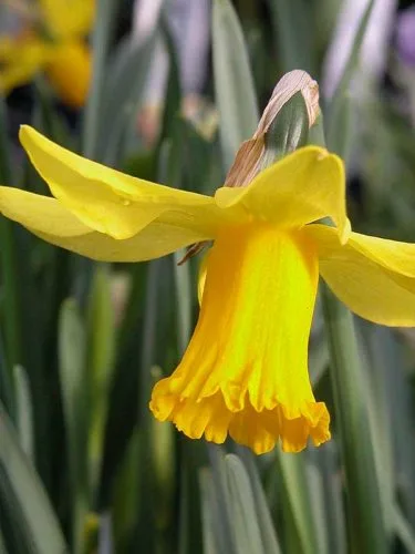Narcissus February Gold yellow daffodil flowers