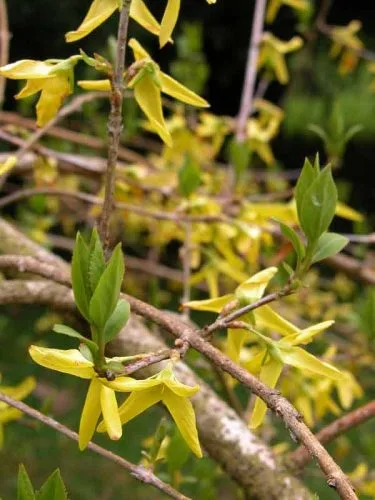 Forsythia giraldiana