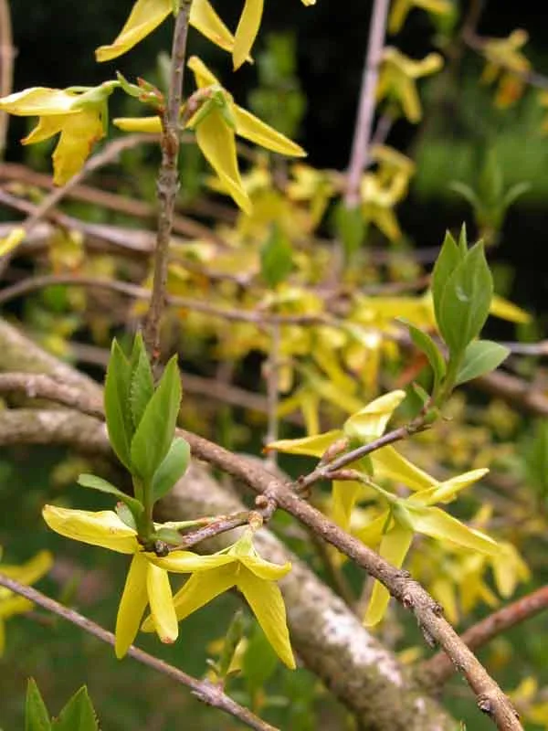 Forsythia giraldiana