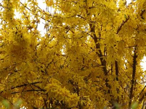 Forsythia intermedia 'Spectabilis' - yellow flowering spring shrub