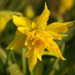 Narcissus Rip van Winkle - double flowerhead