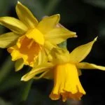 Tete a Tete flower heads