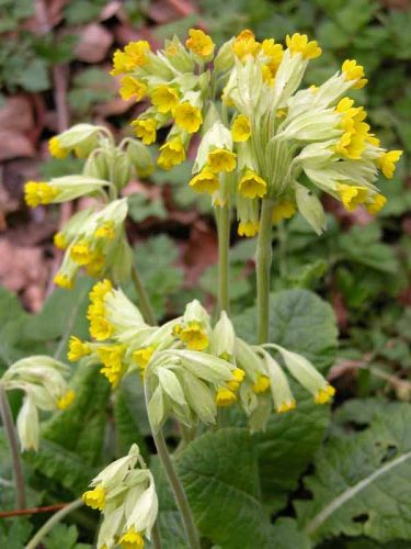 Cowslips - yellow spring flower