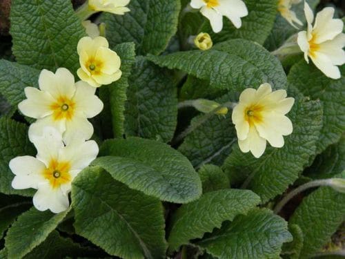 Close-up of native primroses