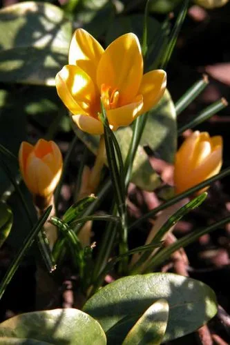 Crocus ‘Romance’ in dappled sunlight