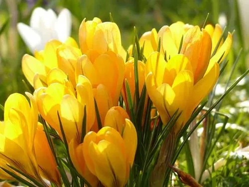 Yellow crocus