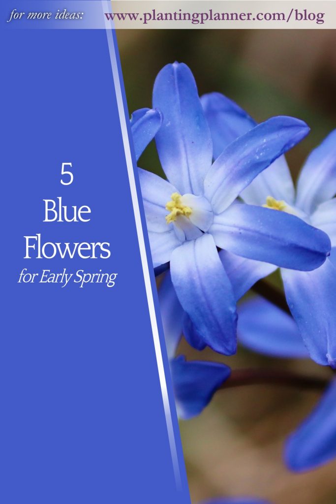 5 Blue Flowers for Early Spring - from Weatherstaff garden design software