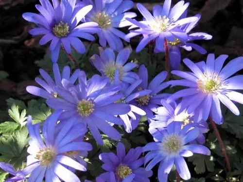 Anemone blanda