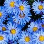 Blue aster