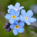 Cluster of forget me not flowers