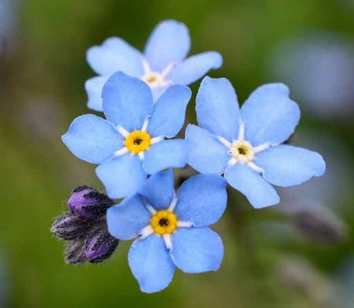 Cluster of forget me not flowers