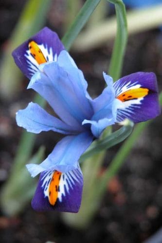 Pale blue iris Cantab